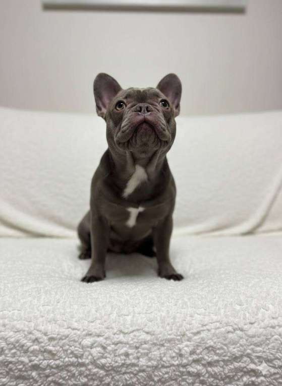 Собаки в Новочебоксарске: Французский бульдог, щенок Себастьян Мальчик, 100 000 руб. - фото 1