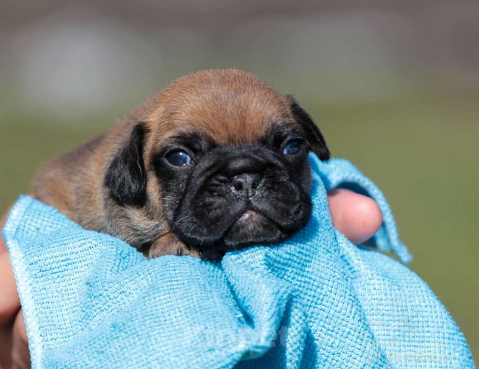 Собаки в Ртищево: Щенки французского бульдога Мальчик, 100 000 руб. - фото 4