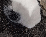 Кошки в Санкт-Петербурге: Найдена кошка/кот Девочка, Бесплатно - фото 3