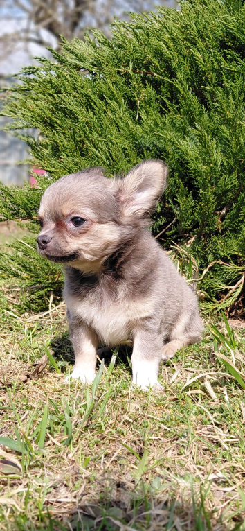Собаки в Брянске: Чихуахуа мальчик Мальчик, 22 000 руб. - фото 2