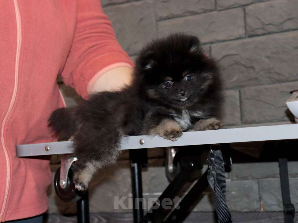 Собаки в Москве: Крошка Померанского шпица Девочка, 55 000 руб. - фото 2