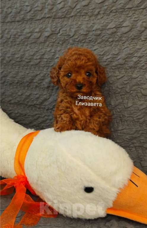 Собаки в Воронеже: Девочка той-пудель Китай РКФ Девочка, 150 000 руб. - фото 1