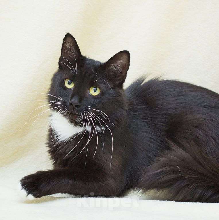 Кошки в Москве: Квакушу никто не замечает Девочка, Бесплатно - фото 5