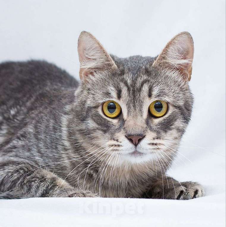 Кошки в Москве: Ласковый серебристый котик грустит взаперти 💔 Мальчик, Бесплатно - фото 3