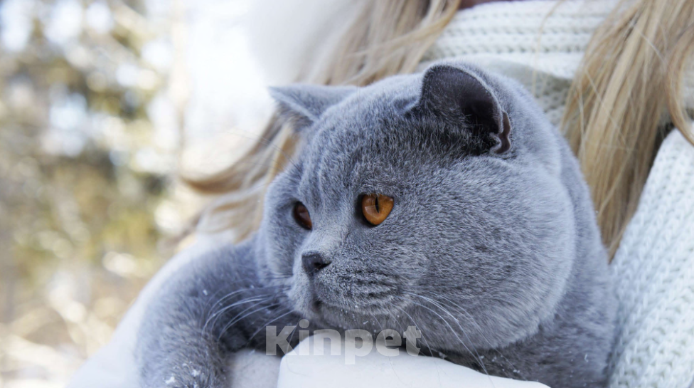 Кошки в Вологде: Британский голубой котенок Мальчик, 35 000 руб. - фото 8