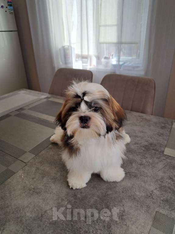 Собаки в других городах Тверской области: Мальчик Ши-тцу  Мальчик, Бесплатно - фото 10