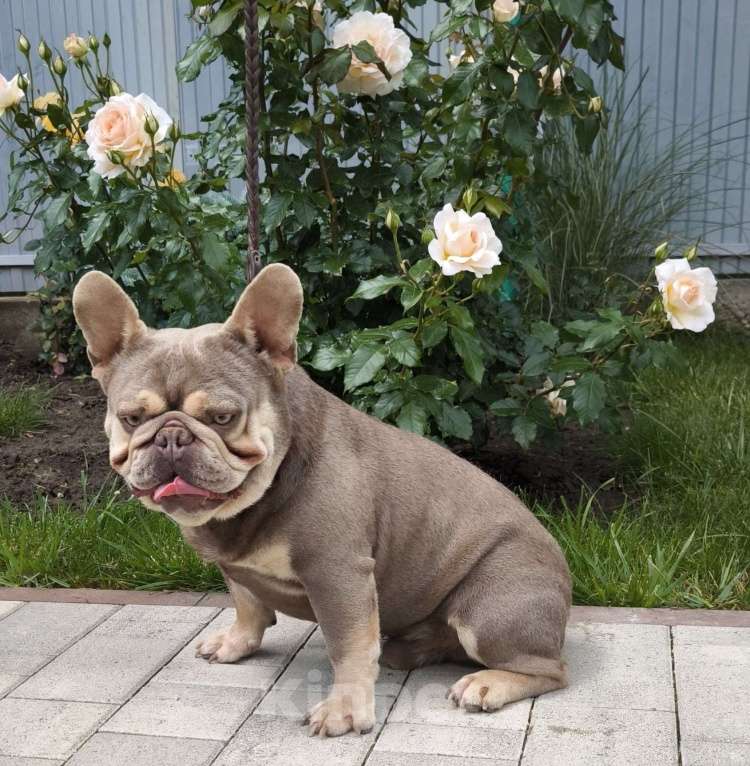 Собаки в Тимашевске: Приглашаем невест. Мальчик, 30 000 руб. - фото 2