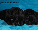 Собаки в Иркутске: Щенки Кане Корсо Разнополые, Бесплатно - фото 1