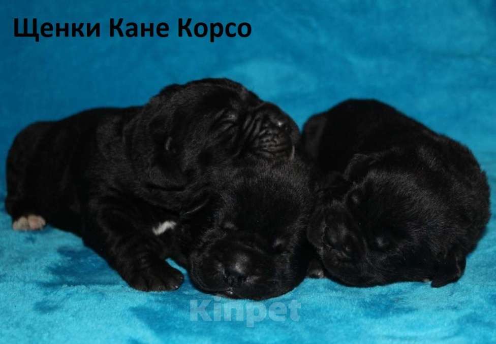Собаки в Иркутске: Щенки Кане Корсо Разнополые, Бесплатно - фото 1