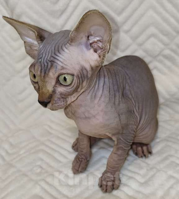 Кошки в Москве: Топовая девочка канадочка Девочка, 50 000 руб. - фото 4