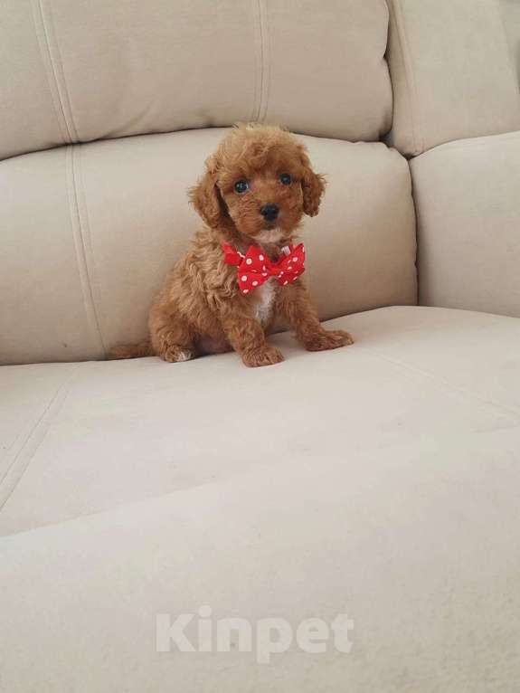 Собаки в Москве: Мальтипу f-1  Мальчик, Бесплатно - фото 2