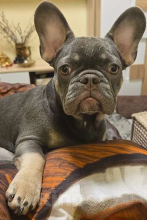Собаки в Новороссийске: Продается французкий бульдог,лилового окраса Девочка, 110 000 руб. - фото 1