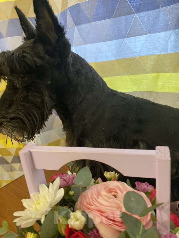 Собаки в Павловском Посаде: Вязка скотч-терьера Мальчик, Бесплатно - фото 4