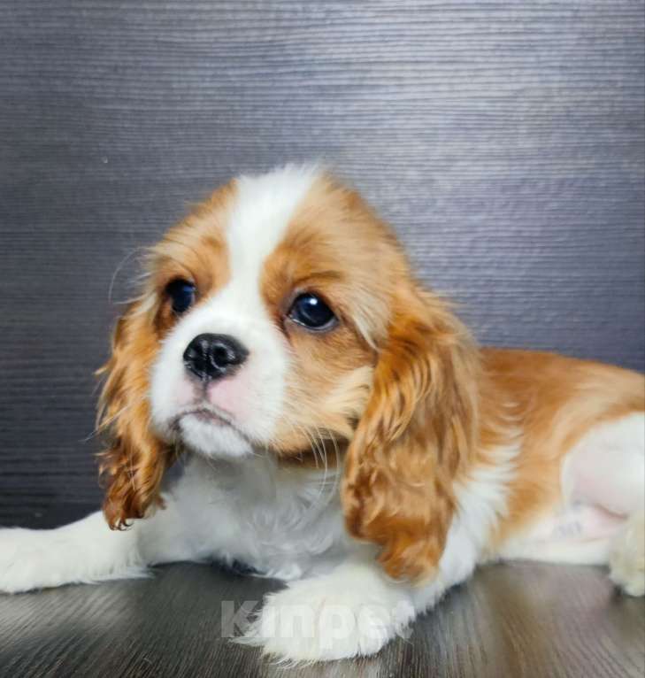 Собаки в Санкт-Петербурге: Красивая девочка кавалер Кинг Чарльз спаниель  Девочка, 110 000 руб. - фото 3