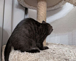 Кошки в Москве: Котенок девочка  Девочка, Бесплатно - фото 7