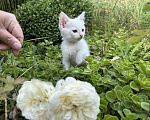 Кошки в Ростове-на-Дону: Ангельские крохи ищут любящее сердце 🤍 Мальчик, Бесплатно - фото 3