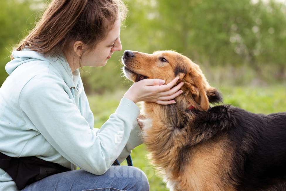 Собаки в Москве: Молодой, уравновешенный мальчик с золотым характером Мальчик, Бесплатно - фото 10