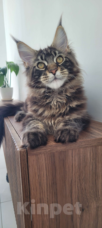 Кошки в Москве: Котенок мейн-кун чёрный мрамор Мальчик, 65 000 руб. - фото 2