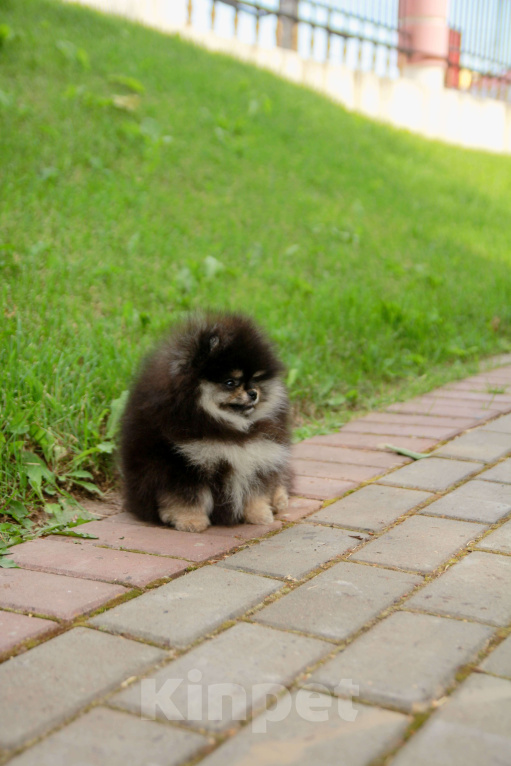 Собаки в Набережных Челнах: Шпиц щенок девочка в типе мишка Девочка, 135 000 руб. - фото 4