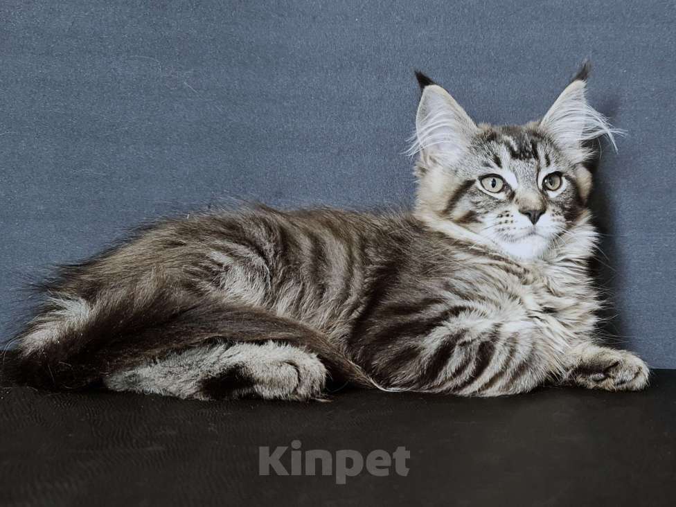 Кошки в других городах Ярославской области: Мейн кун девочка Девочка, Бесплатно - фото 9