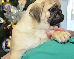 Собаки в Твери: Малышка мопса Девочка, 30 000 руб. - фото 8