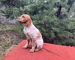 Собаки в Твери: Продаются щенки бретонского эпаньола Девочка, Бесплатно - фото 1