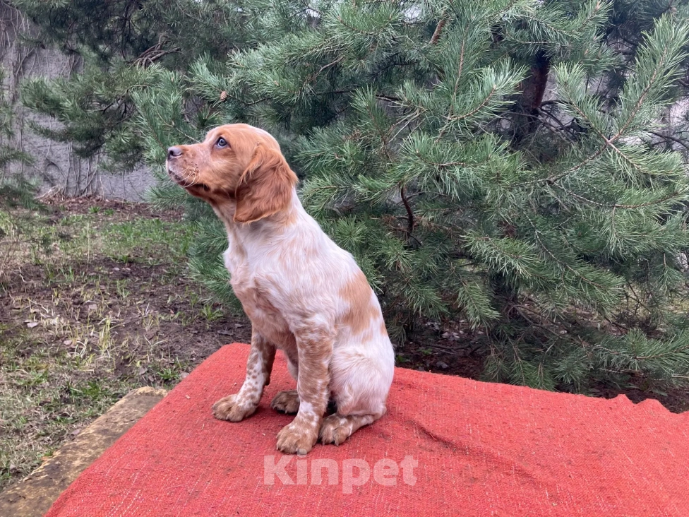 Собаки в Твери: Продаются щенки бретонского эпаньола Девочка, Бесплатно - фото 1