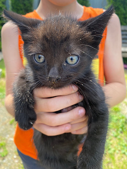 котенок