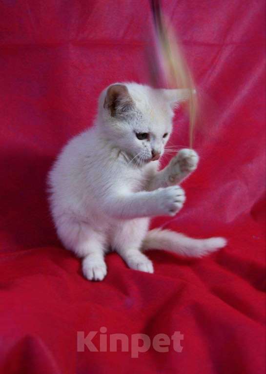 Кошки в Москве: Котенок Злата ищет дом Девочка, Бесплатно - фото 4