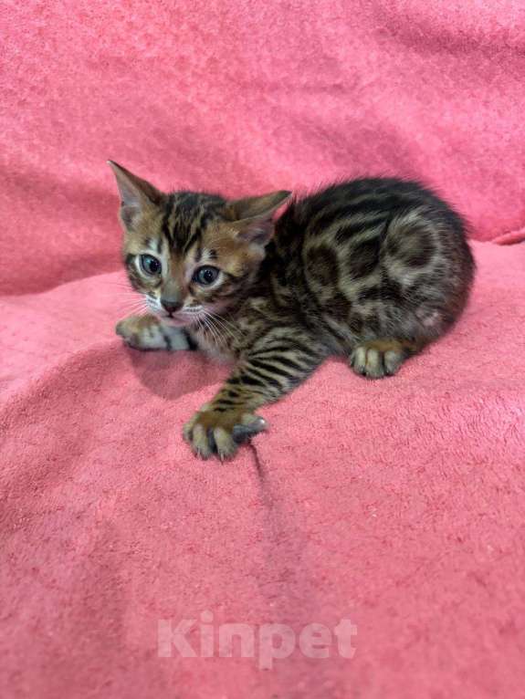 Кошки в Калуге: Котята бенгалы  Мальчик, 20 000 руб. - фото 4