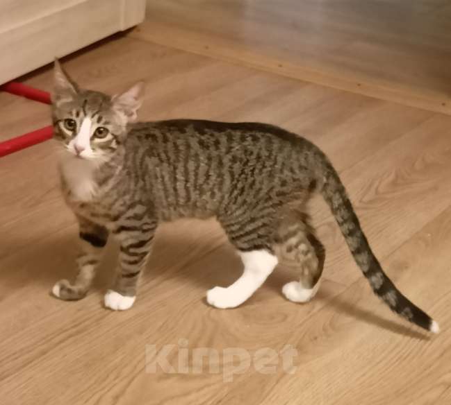 Кошки в Москве: Кошка-подросток Девочка, Бесплатно - фото 2