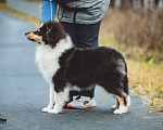 Собаки в других городах Свердловской области: Колли Адмирацион Мальчик, 70 000 руб. - фото 2