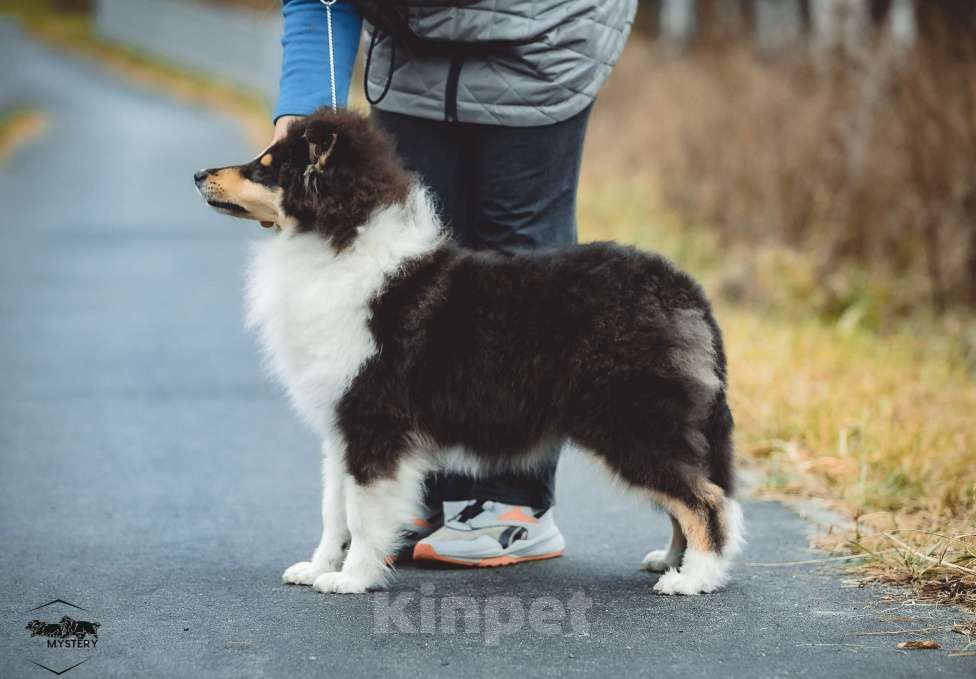 Собаки в других городах Свердловской области: Колли Адмирацион Мальчик, 70 000 руб. - фото 2