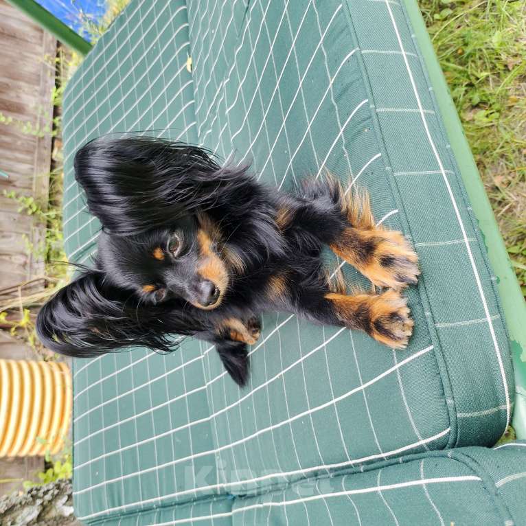 Собаки в Балашихе: Кобелёк для вязки  Мальчик, 5 000 руб. - фото 2