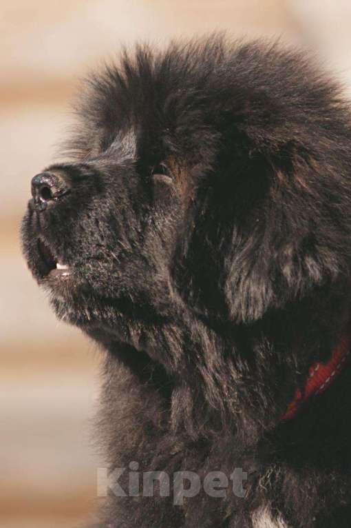 Собаки в других городах Тверской области: Щенки тибетского мастифа Девочка, Бесплатно - фото 8