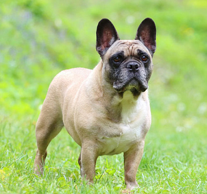 Французский бульдог