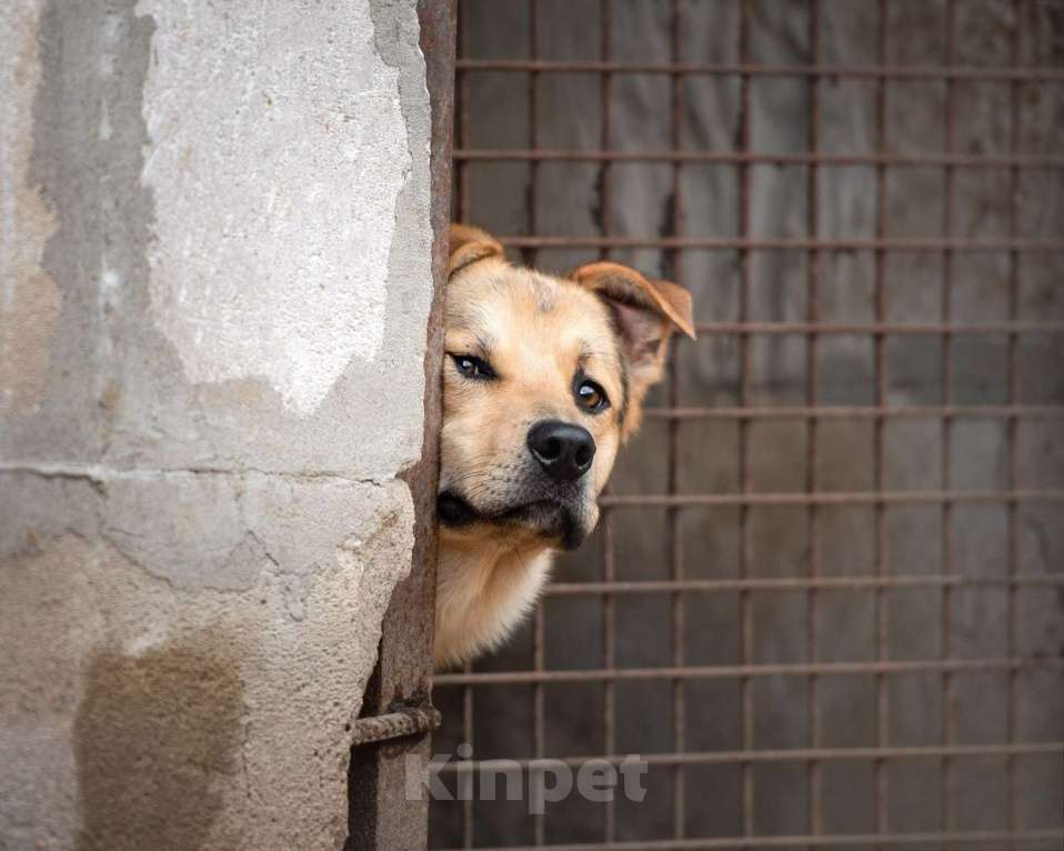 Собаки в Москве: Персик - самый сладкий мальчик в приюте Мальчик, Бесплатно - фото 3