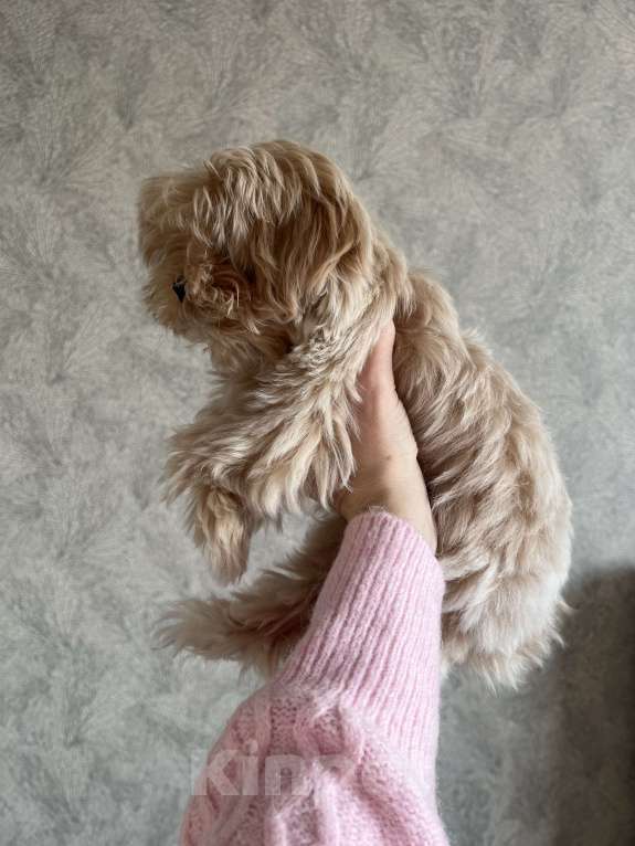 Собаки в Москве: Микро мальчик мальтипу f1, будет крошечный, очень красивый, игривый, аккуратный! Мальчик, 150 000 руб. - фото 6