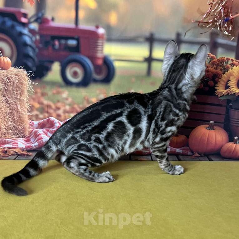 Кошки в Москве: Бенгальские котята серебро с родословной  Мальчик, Бесплатно - фото 4