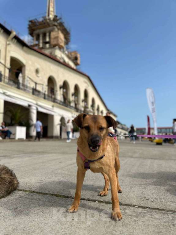 Собаки в других городах Краснодарского края: Метис левретки стерилизована чипирована в дар с доставкой Девочка, Бесплатно - фото 3