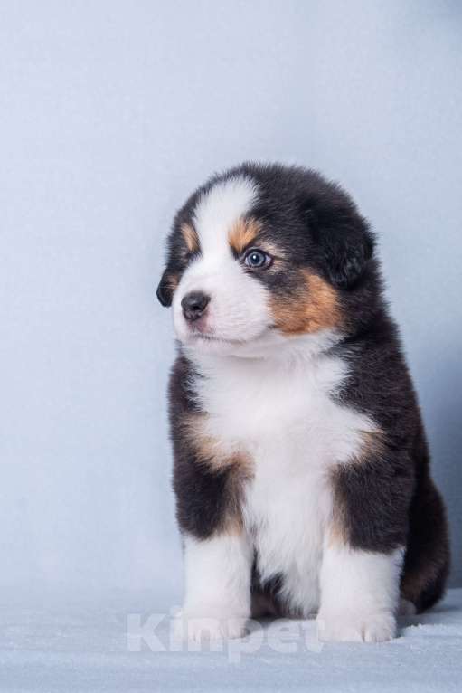 Собаки в Москве: Щенок миниатюрной американской овчарки Мальчик, Бесплатно - фото 3