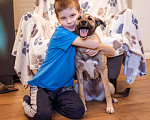 Собаки в Москве: Небольшая собачка, 14 кг в добрые руки Девочка, Бесплатно - фото 3
