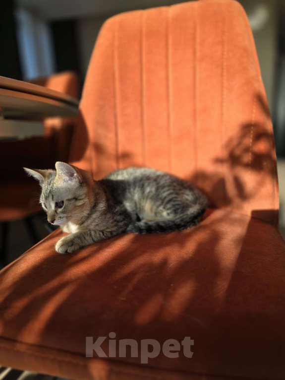 Кошки в Москве: Котенок Тимоша Мальчик, Бесплатно - фото 8