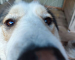 Собаки в Гатчине: Собака по имени Мия ищет добрые руки Девочка, Бесплатно - фото 1