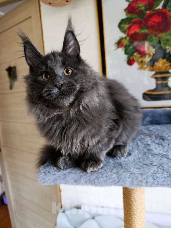 Кошки в Москве: Флиппи Мальчик, 70 000 руб. - фото 5