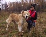 Собаки в Видном: Старк, 5 лет, алабай/ретривер Мальчик, Бесплатно - фото 5