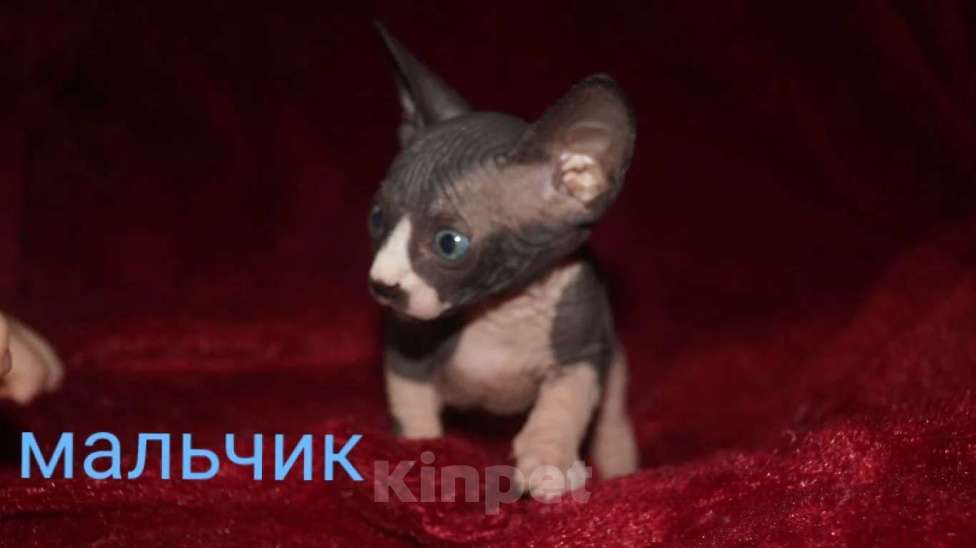 Кошки в Кемерово: Канадский сфинкс велюр Девочка, 15 000 руб. - фото 5