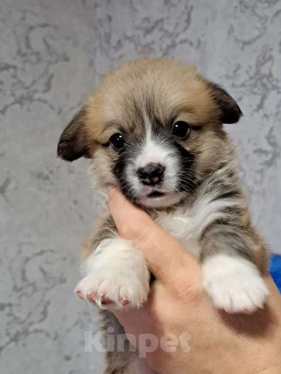 Собаки в Волгодонске: Щенки Вельш Корги Пемброк Разнополые, Бесплатно - фото 3