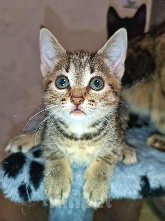 Кошки в Ярославле: ДЖЕССИ КРЫСОЛОВКА Девочка, 500 руб. - фото 3