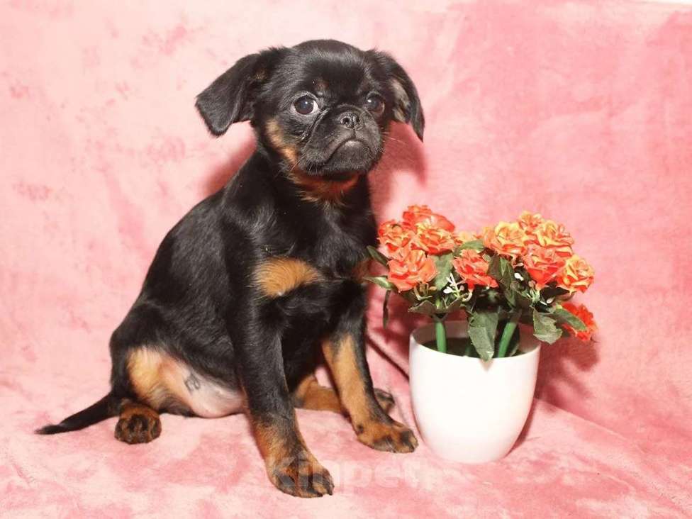 Собаки в Санкт-Петербурге: Очаровательный щенок  Девочка, 80 000 руб. - фото 5